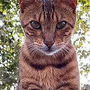 Yuki a rejoint le concours — aidez-le/la à gagner de superbes lots ! cat, feline, animal, pet, stripes, closeup, portrait, outdoor, nature, whiskers, ears, fur, eyes, muzzle, tabby, greenery, background, alert, majestic, cute
