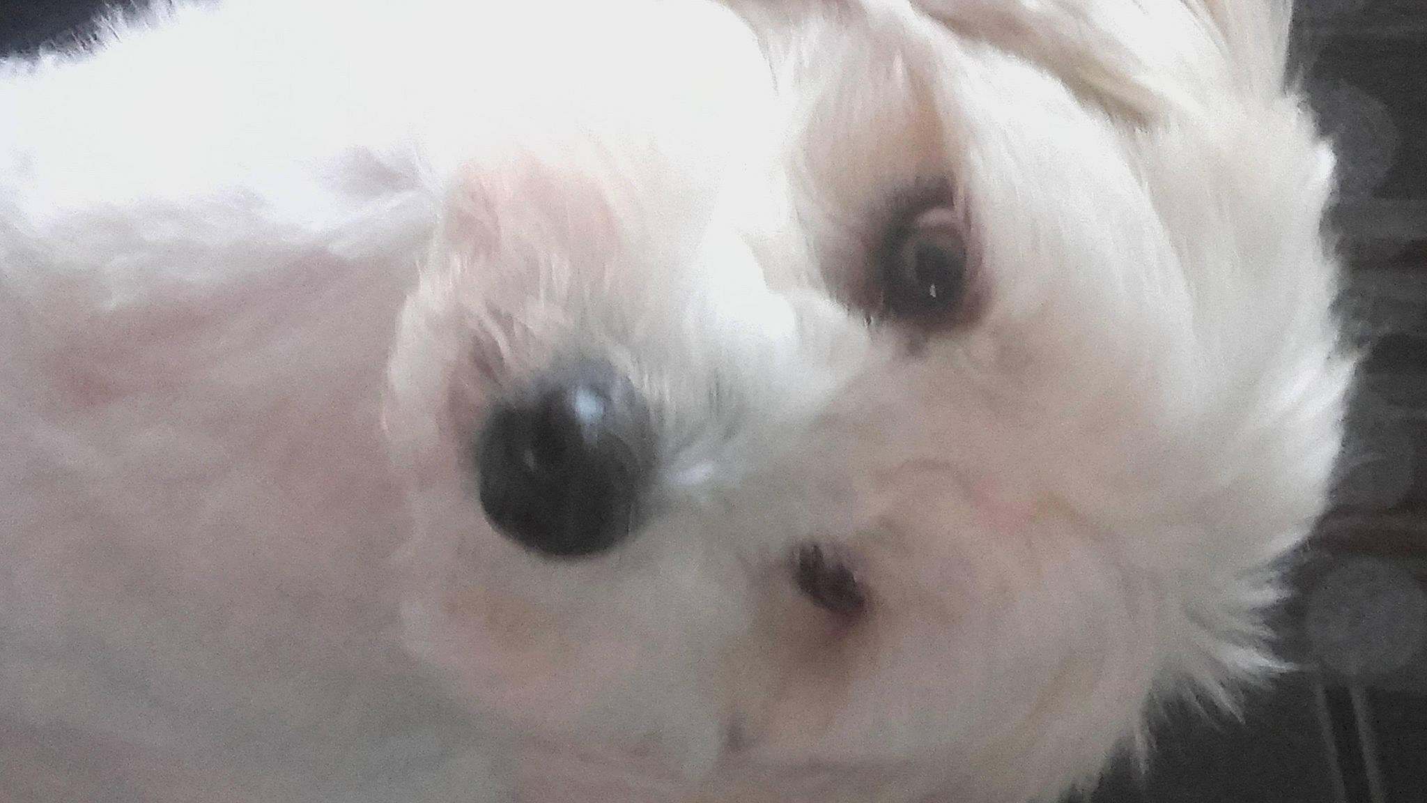 Calypso Lilly a rejoint le concours — aidez-le/la à gagner de superbes lots ! canidae, carnivore, close_up, companion_dog, dog, dog_breed, fur, maltepoo, non_sporting_group, puppy, small_terrier, snout, sporting_group, toy_dog, whiskers, working_animal