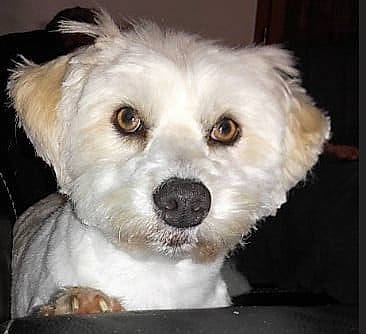 Calypso Lilly participe au concours pour gagner de l'argent avec cette photo : canidae, carnivore, cockapoo, companion_dog, dog, dog_breed, fur, labradoodle, maltepoo, non_sporting_group, poodle_crossbreed, puppy, shih_poo, small_terrier, snout, sporting_group, terrier, toy_dog, whiskers, working_animal