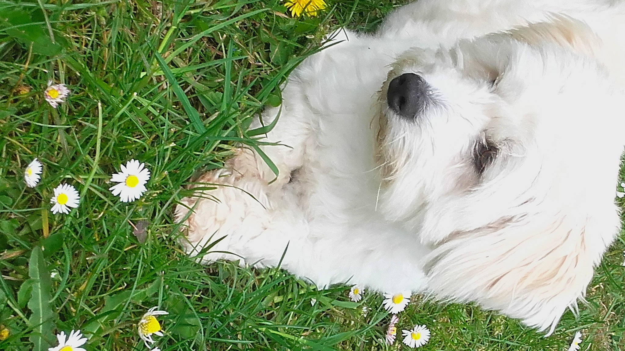 Calypso Lilly a rejoint le concours — aidez-le/la à gagner de superbes lots ! annual_plant, camomile, carnivore, chamaemelum_nobile, close_up, companion_dog, dog, dog_breed, flower, fur, grass, groundcover, people_in_nature, petal, plant, small_terrier, sporting_group, spring, terrier, toy_dog