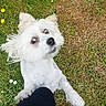 Calypso a rejoint le concours — aidez-le/la à gagner de superbes lots ! animal, cute, dog, energetic, excited, flowers, fur, garden, grass, greenery, jumping, leg, nature, outdoor, paw, pet, playful, small_dog, summer, white_dog