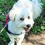 Calypso a rejoint le concours — aidez-le/la à gagner de superbes lots ! animal, canine, cute, daytime, dog, fluffy, grass, greenery, happy, harness, leash, nature, outdoor, park, pet, playful, small_dog, sunlight, walking, white_dog