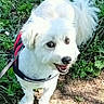 animal, canine, cute, daytime, dog, fluffy, grass, greenery, happy, harness, leash, nature, outdoor, park, pet, playful, small_dog, sunlight, walking, white_dog