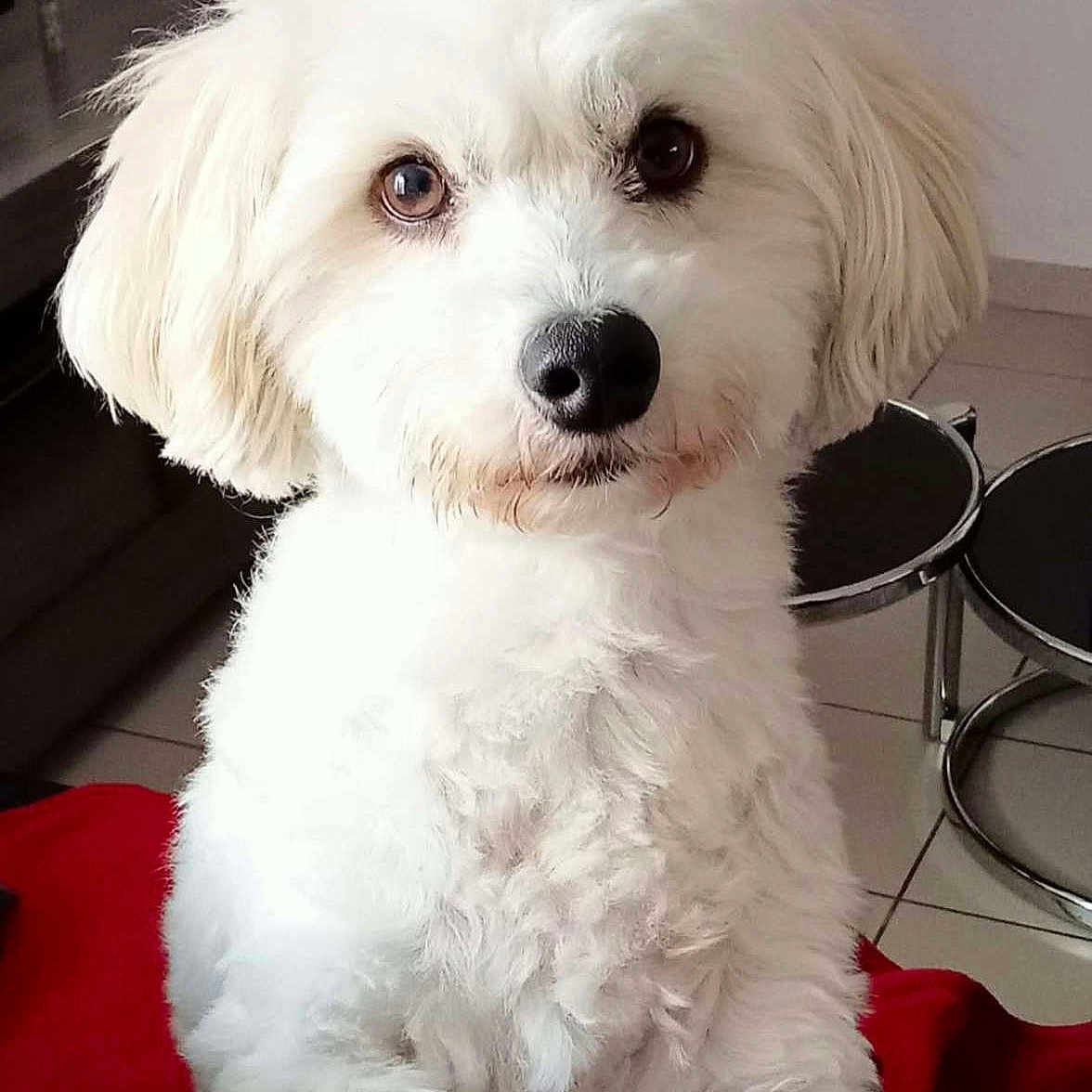 Manuelle Brissy participe au concours pour gagner de l'argent avec cette photo : dog, white_dog, fluffy, pet, indoor, curious, fur, canine, animal, companion, seated, modern_interior, red_blanket, sofa, tile_floor, cute, domestic_animal, close_up, eyes, face