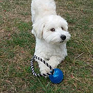 Manuelle Brissy a rejoint le concours — aidez-le/la à gagner de superbes lots ! dog, white_dog, grass, toy, ball, rope_toy, pet, outdoor, playful, cute, animal, canine, fur, paw, tail, lawn, nature, small_dog, pet_toy, curious