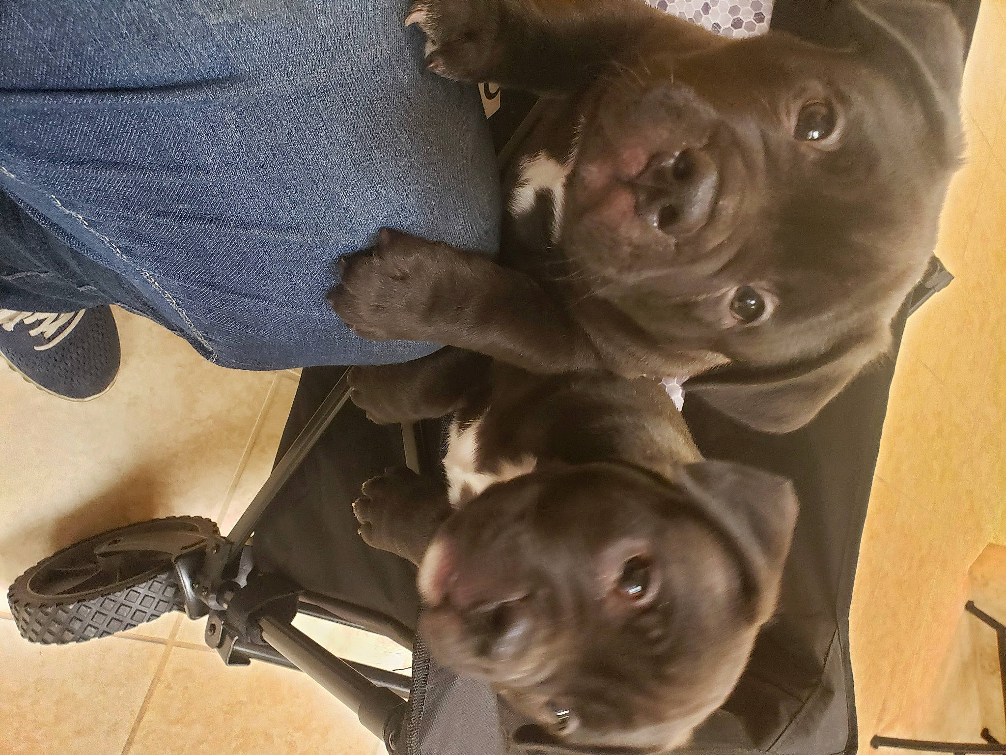 Honey Boo Boo joined the competition — help win amazing prizes! canidae, companion_dog, denim, dog, dog_breed, fawn, guard_dog, liver, metal, pattern, sculpture, snout, sporting_group, toy_dog, wood, working_animal