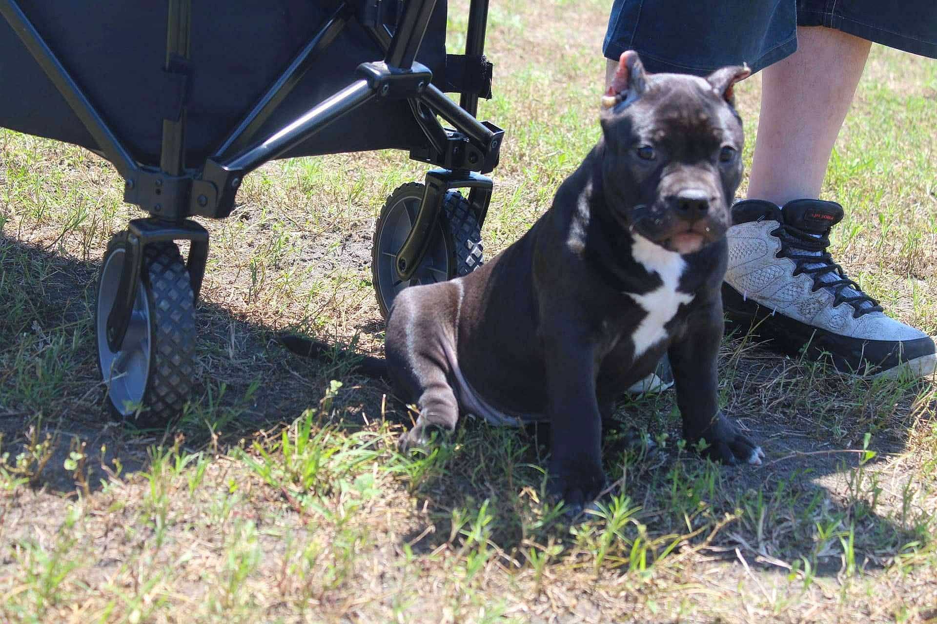 Honey Boo Boo is registered to the contest to win money with this photo: automotive_tire, carnivore, chair, collar, companion_dog, dog, dog_breed, dog_collar, dog_supply, fashion_accessory, fender, grass, leash, leg, mammal, pet_supply, sporting_group, tire, vertebrate, wheel