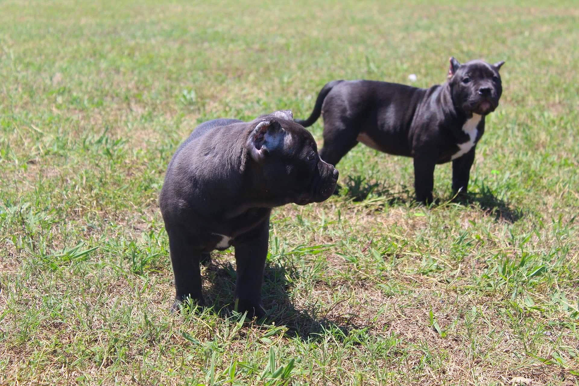 Honey Boo Boo joined the competition — help win amazing prizes! art, bulldog, carnivore, companion_dog, dog, dog_breed, grass, grassland, guard_dog, livestock, pasture, pug, sculpture, snout, sporting_group, tail, terrestrial_animal, toy_dog, wildlife, working_animal