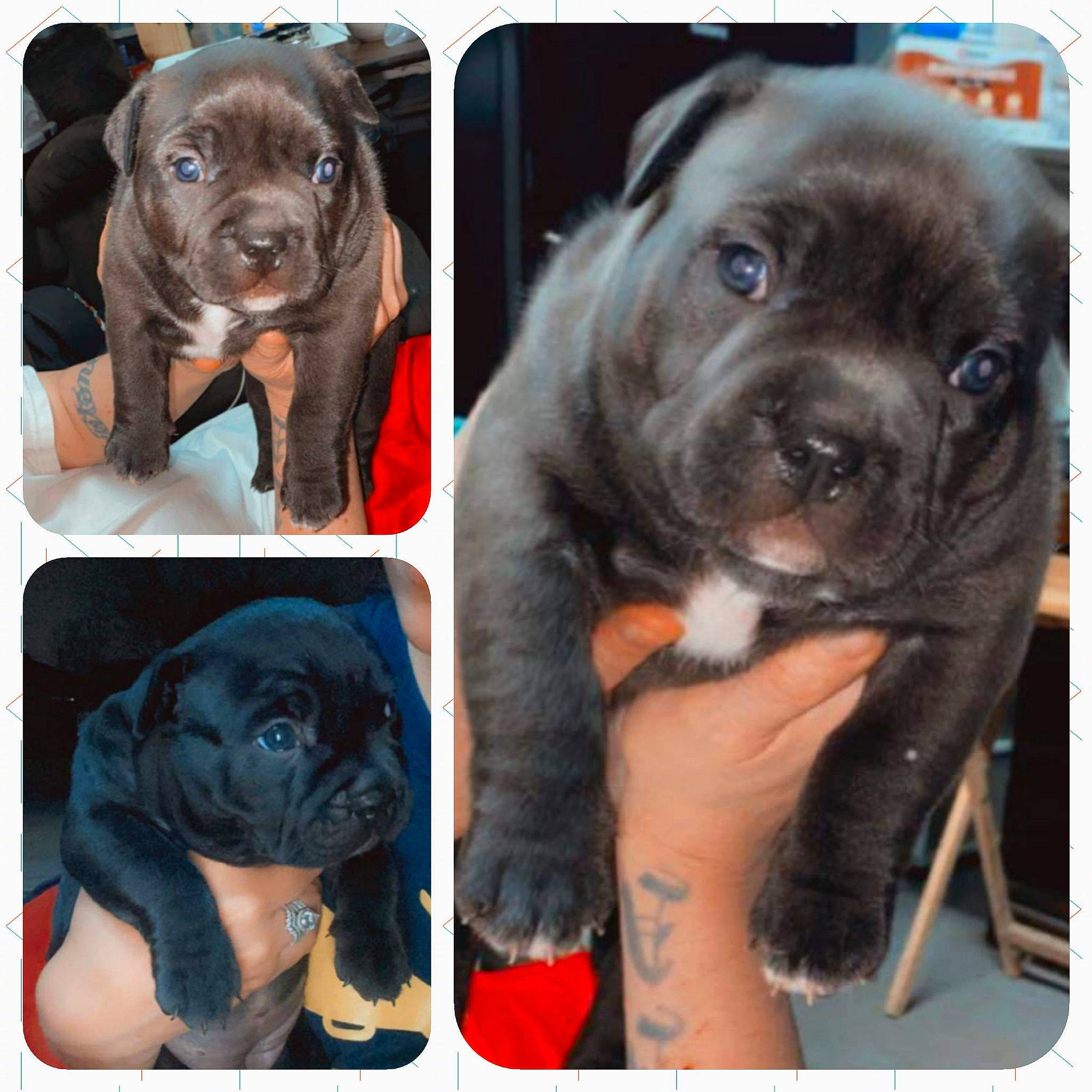 Honey Boo Boo is registered to the contest to win money with this photo: beauty, black, canidae, carnivore, collar, companion_dog, dog, dog_breed, dog_collar, fawn, fur, gesture, liver, metal, pet_supply, photograph, snout, sporting_group, whiskers, working_animal