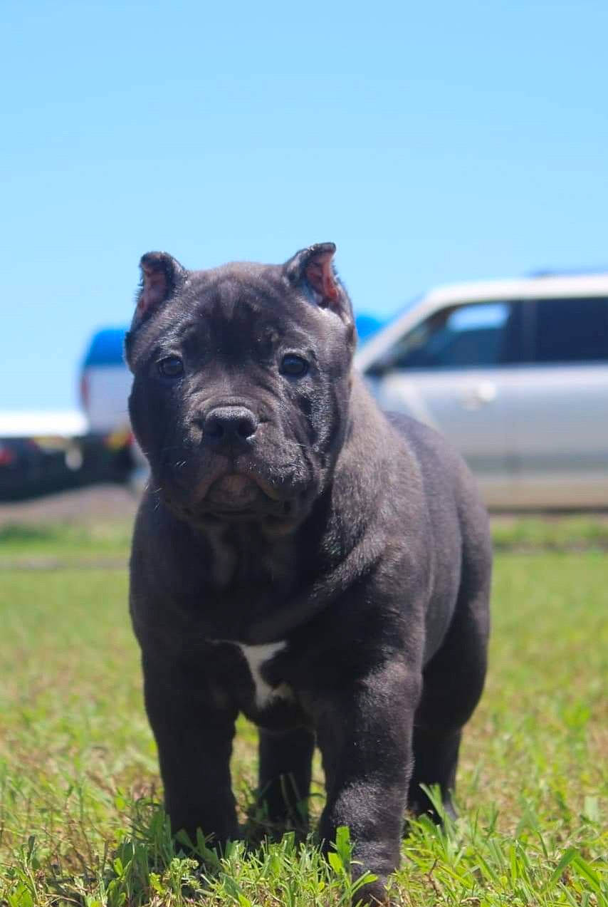 Phatphat joined the competition — help win amazing prizes! canidae, car, carnivore, companion_dog, dog, dog_breed, electric_blue, fawn, grass, grassland, molosser, non_sporting_group, plant, sculpture, sky, snout, sporting_group, terrestrial_animal, vehicle, working_animal