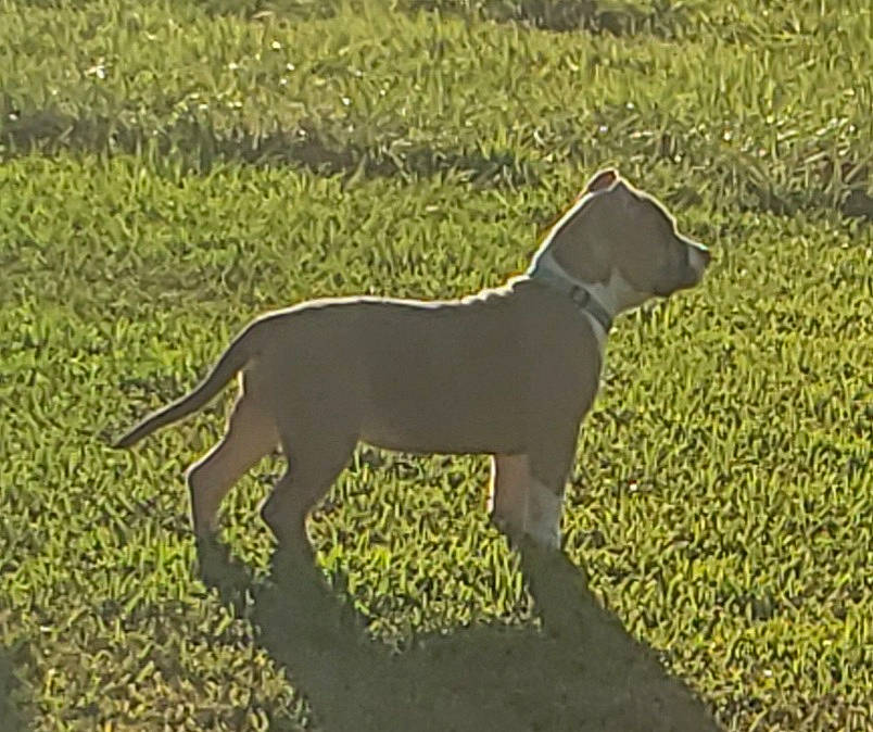 Kambi is registered to the contest to win money with this photo: canidae, carnivore, companion_dog, dog, dog_breed, fawn, field, grass, grassland, groundcover, pasture, prairie, shadow, snout, soil, sporting_group, tail, terrestrial_animal, wildlife, working_animal