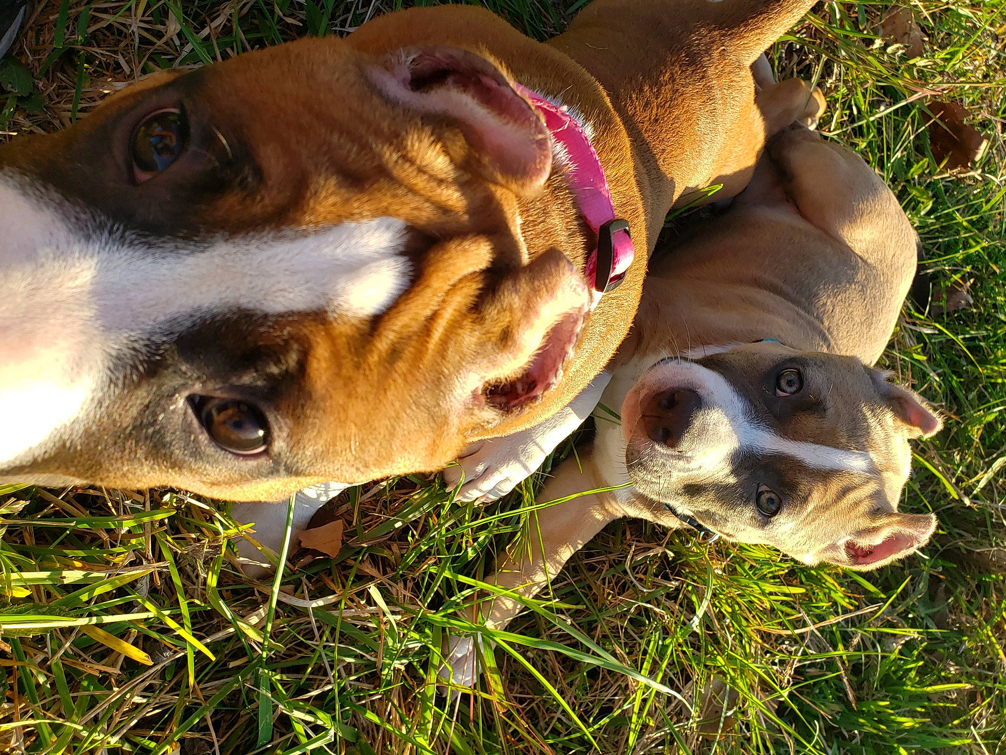 Kambi is registered to the contest to win money with this photo: canidae, carnivore, collar, companion_dog, dog, dog_breed, dog_collar, eyewear, fawn, grass, happy, leash, liver, plant, snout, sporting_group, sunglasses, terrestrial_animal, whiskers, working_animal