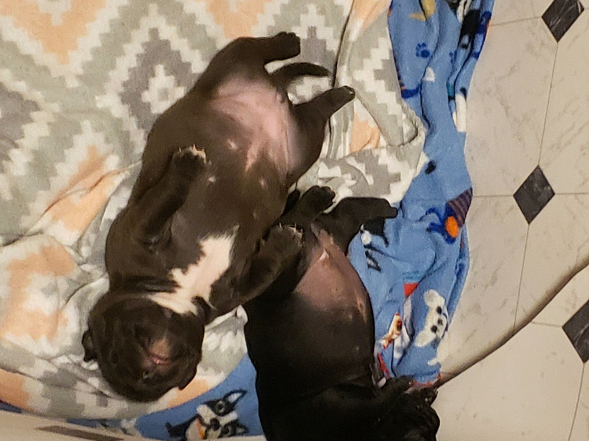 Honey Boo Boo is registered to the contest to win money with this photo: art, bull, common_bottlenose_dolphin, dolphin, drawing, fin, grappling, illustration, marine_mammal, mural, painting, pattern, terrestrial_animal, visual_arts, watercolor_paint