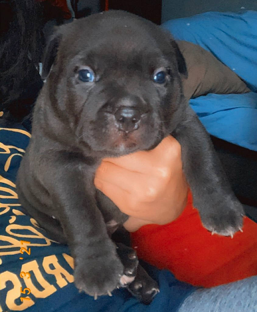 Honey Boo Boo joined the competition — help win amazing prizes! borador, canidae, carnivore, companion_dog, dog, dog_breed, electric_blue, eye, fawn, fur, iris, liver, mammal, molosser, non_sporting_group, snout, sporting_group, vertebrate, whiskers, working_animal