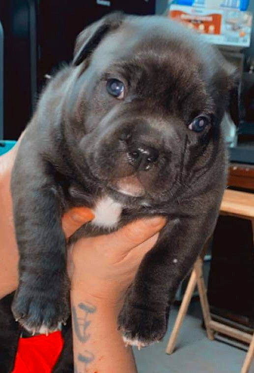 Phatphat joined the competition — help win amazing prizes! borador, canidae, carnivore, collar, companion_dog, dog, dog_breed, dog_collar, fawn, fur, guard_dog, liver, non_sporting_group, puppy, puppy_love, snout, sporting_group, whiskers, working_animal, wrinkle