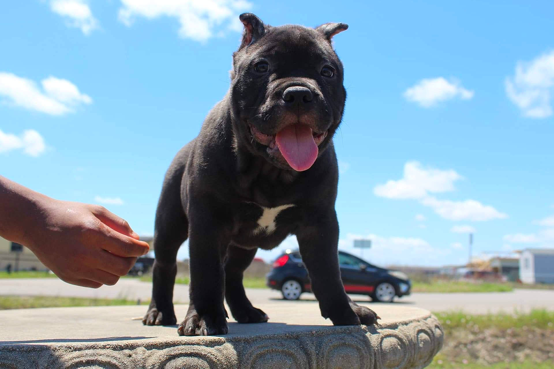 Phatphat is registered to the contest to win money with this photo: art, canidae, carnivore, cloud, companion_dog, cumulus, dog, dog_breed, dog_collar, fawn, non_sporting_group, sculpture, sky, snout, sporting_group, statue, terrestrial_animal, wheel, working_animal, working_dog