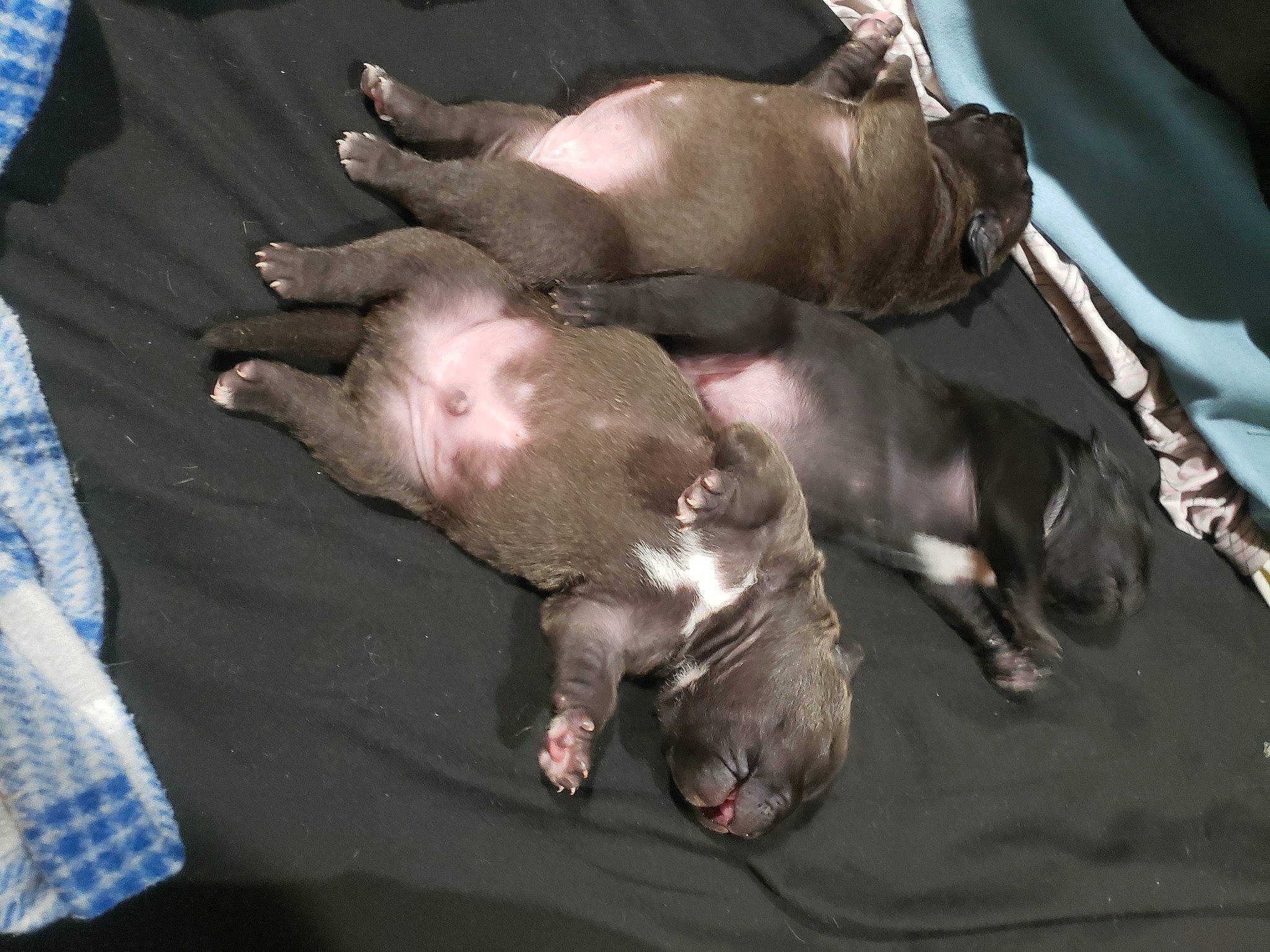 Phatphat is registered to the contest to win money with this photo: canidae, carnivore, comfort, companion_dog, dog, dog_breed, fawn, grey, guard_dog, liver, nap, non_sporting_group, sleep, snout, sporting_group, terrestrial_animal, whiskers