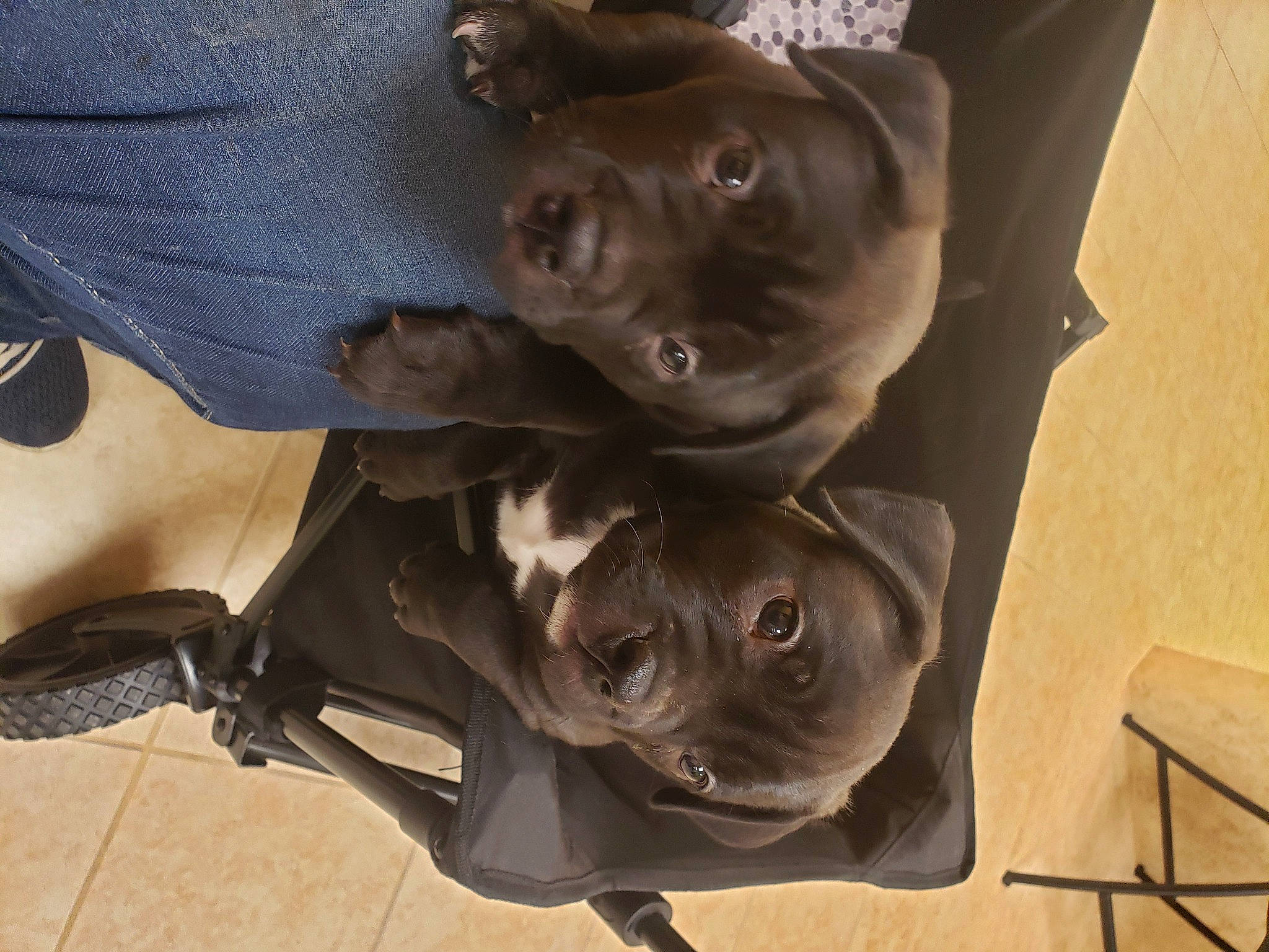 Phatphat joined the competition — help win amazing prizes! brown, canidae, carnivore, companion_dog, dog, dog_breed, dog_collar, electric_blue, fashion_accessory, fawn, guard_dog, hardwood, liver, metal, non_sporting_group, sporting_group, toy_dog, whiskers, wood, working_animal