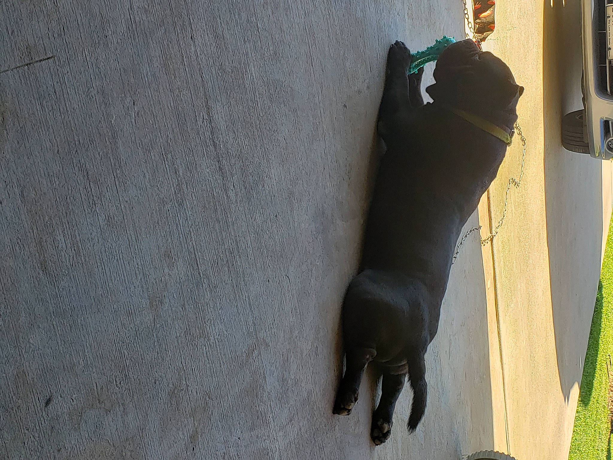 Phatboy joined the competition — help win amazing prizes! asphalt, canidae, carnivore, companion_dog, dog, dog_breed, felidae, flooring, fur, grey, human_leg, mammal, plant, road_surface, shadow, snout, sporting_group, tail, tints_and_shades, wood