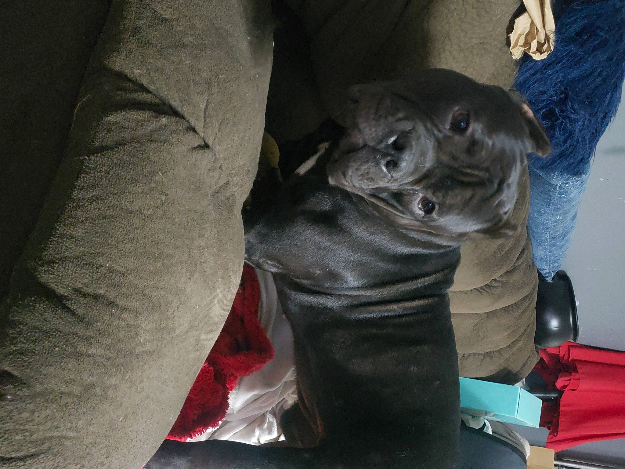 Phatboy joined the competition — help win amazing prizes! auto_part, automotive_exterior, automotive_tire, bumper, canidae, carnivore, comfort, companion_dog, dog, dog_breed, electric_blue, fur, guard_dog, personal_protective_equipment, snout, sporting_group, toy_dog, vehicle_door, working_animal, wrinkle