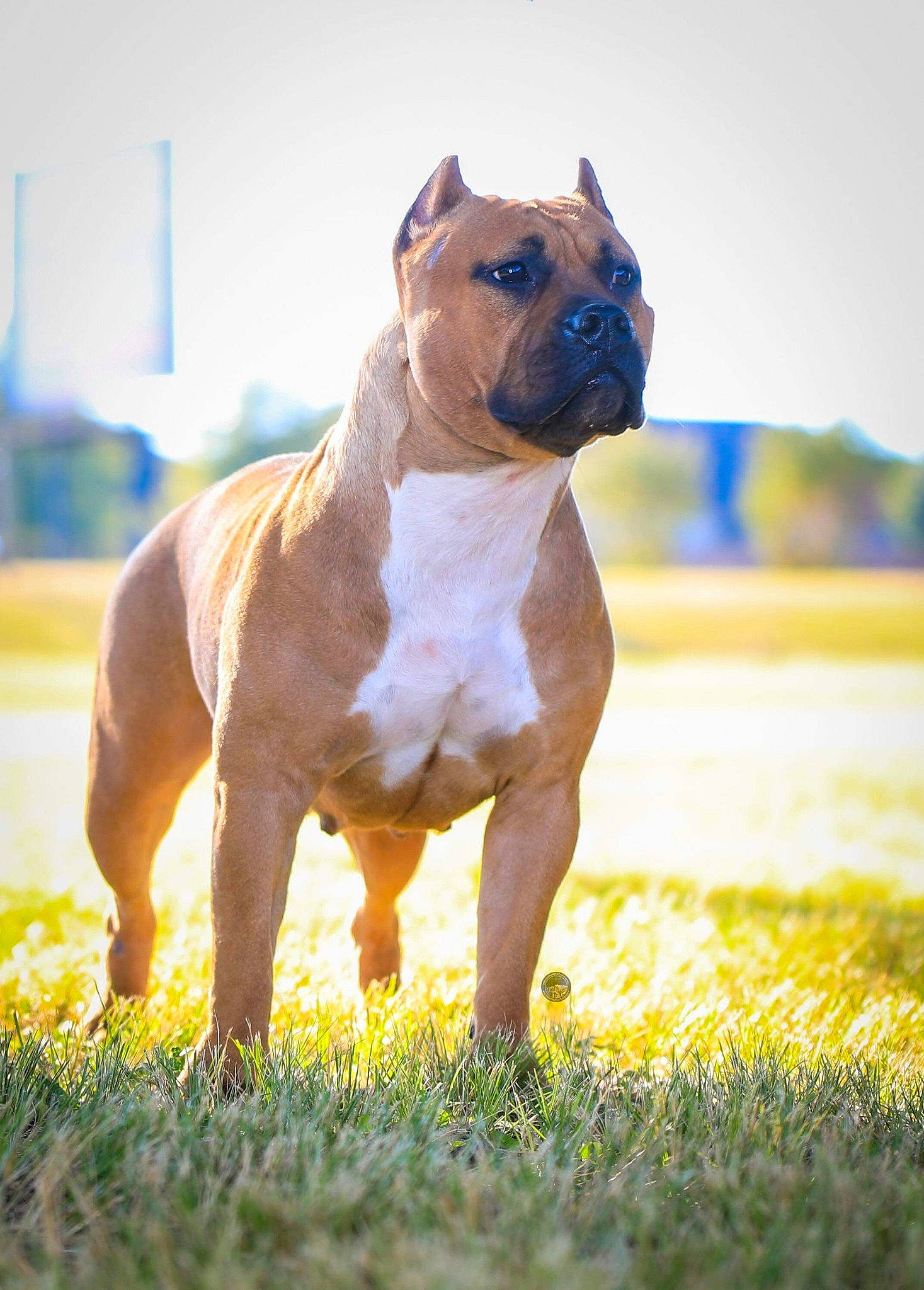 Nola is registered to the contest to win money with this photo: boxer, brown, canidae, carnivore, companion_dog, dog, dog_breed, fawn, grass, grassland, landscape, liver, plant, prairie, sky, snout, sporting_group, tail, terrestrial_animal, working_animal