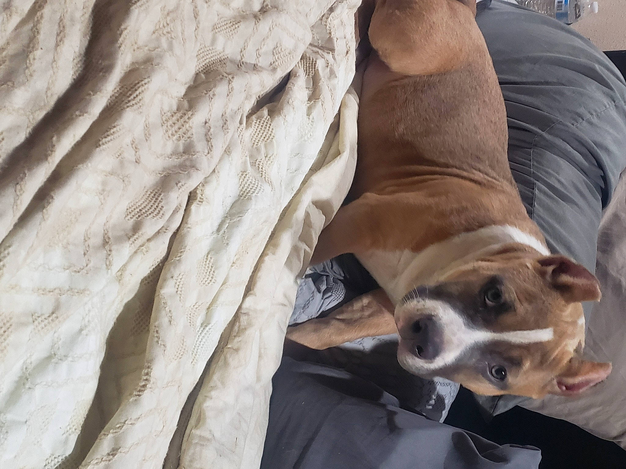 Kambi joined the competition — help win amazing prizes! bedding, canidae, carnivore, comfort, companion_dog, dog, dog_breed, fawn, fur, human_leg, linens, non_sporting_group, paw, pet_supply, snout, sporting_group, terrestrial_animal, whiskers, wood, working_animal