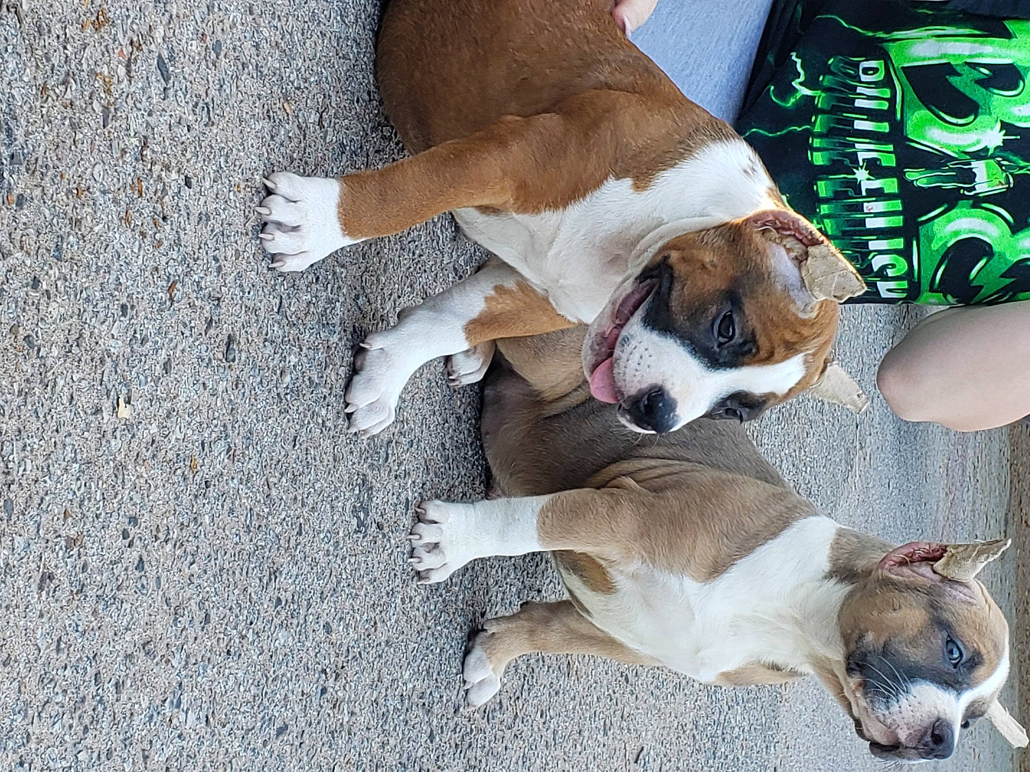 Kambi is registered to the contest to win money with this photo: asphalt, canidae, carnivore, comfort, companion_dog, dog, dog_breed, dog_supply, fawn, flooring, non_sporting_group, paw, road_surface, snout, sporting_group, tail