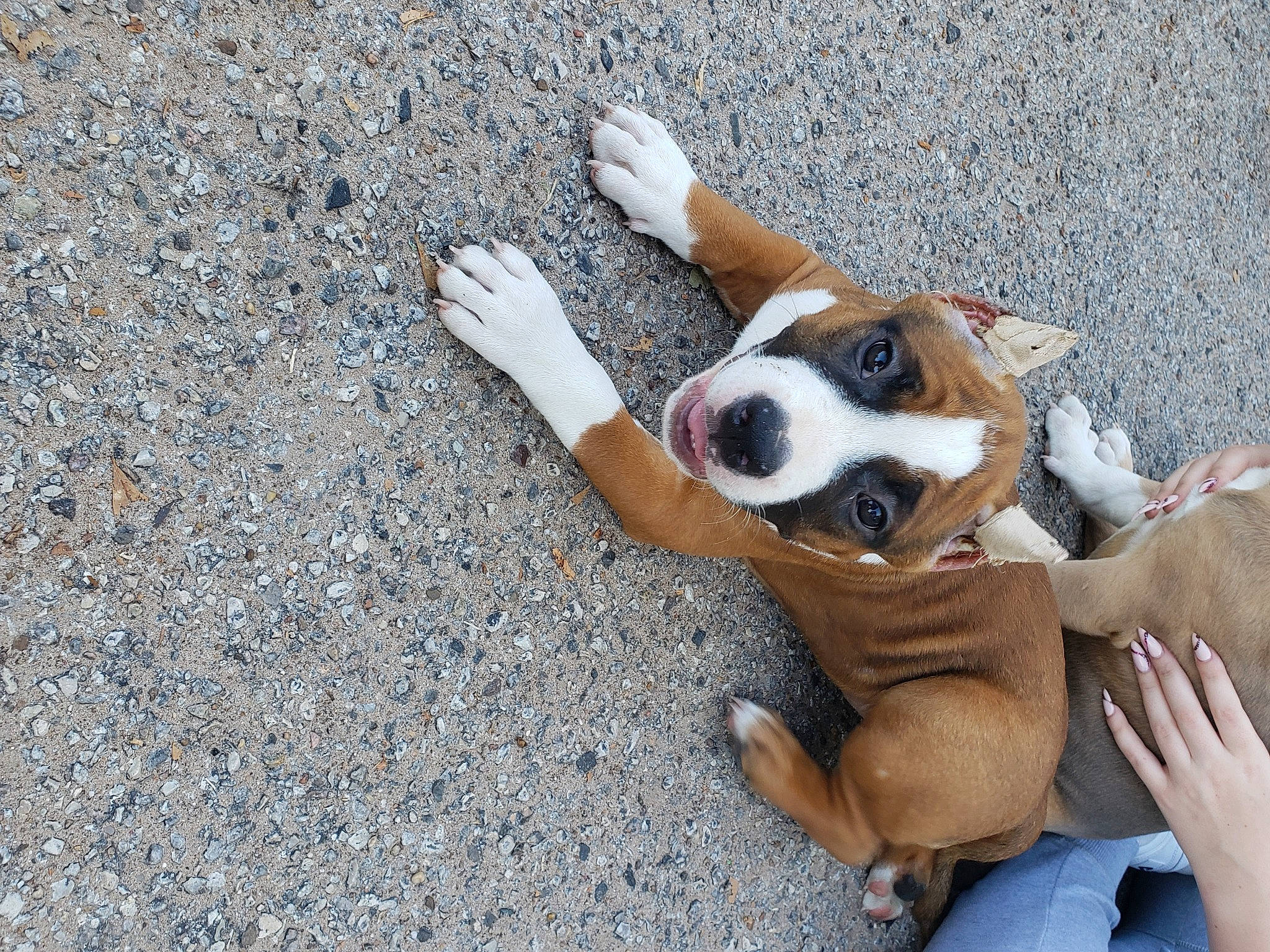 Bodacia joined the competition — help win amazing prizes! asphalt, canidae, carnivore, comfort, companion_dog, dog, dog_breed, fawn, fur, hound, non_sporting_group, paw, road_surface, sitting, snout, soil, sporting_group, working_animal