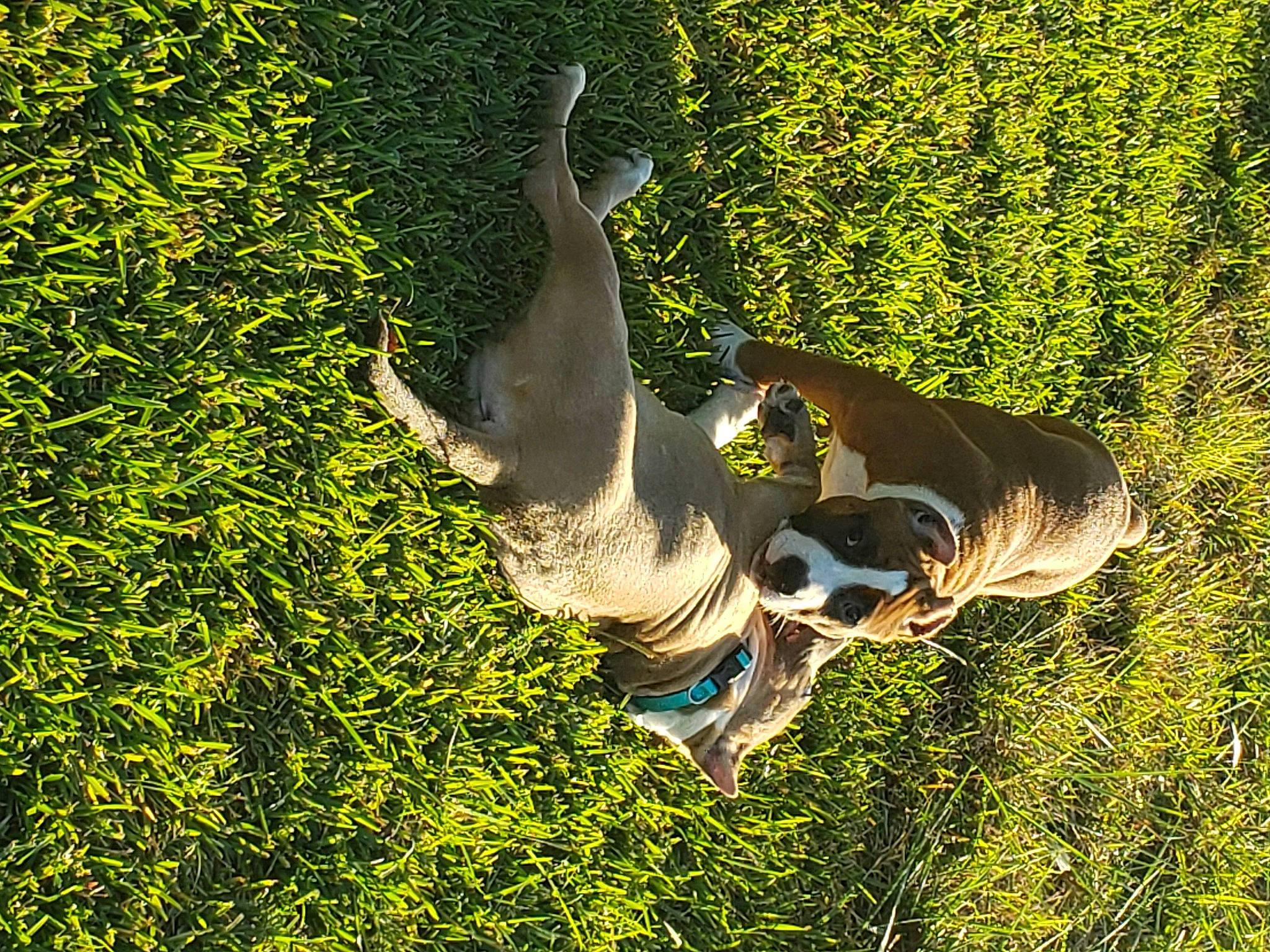 Bodacia joined the competition — help win amazing prizes! beak, canidae, carnivore, dog_breed, fawn, grass, grass_family, grassland, happy, leaf, meadow, natural_environment, people_in_nature, plant, recreation, sporting_group, tail, terrestrial_animal, tree, wing