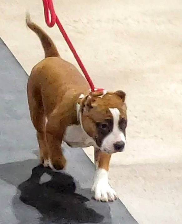 Bodacia is registered to the contest to win money with this photo: canidae, carnivore, collar, companion_dog, dog, dog_breed, dog_collar, dog_supply, fashion_accessory, fawn, flooring, leash, liver, paw, pet_supply, snout, sporting_group, tail, wood, working_animal