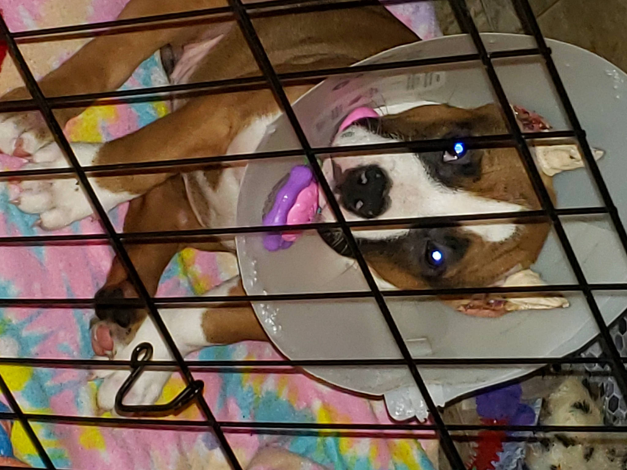 Bodacia is registered to the contest to win money with this photo: animal_shelter, art, cage, carnivore, dog, fawn, fictional_character, fur, glass, graffiti, line, magenta, nose, painting, pattern, snout, sporting_group, stained_glass, tints_and_shades, visual_arts