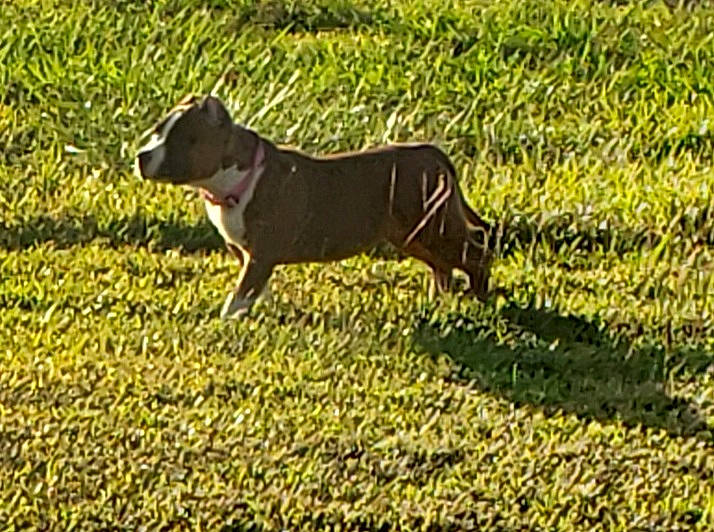 Bodacia joined the competition — help win amazing prizes! canidae, carnivore, collar, companion_dog, dog, dog_breed, dog_collar, dog_supply, fawn, field, grass, grassland, pasture, plant, snout, sporting_group, tail, terrestrial_animal, whiskers, working_animal