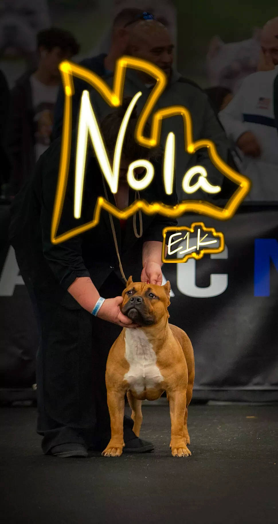 Nola is registered to the contest to win money with this photo: ancient_dog_breeds, art, bulldog, canidae, carnivore, companion_dog, dog, dog_breed, dog_supply, event, fawn, font, handwriting, knee, mammal, snapshot, snout, sporting_group, t_shirt, thigh