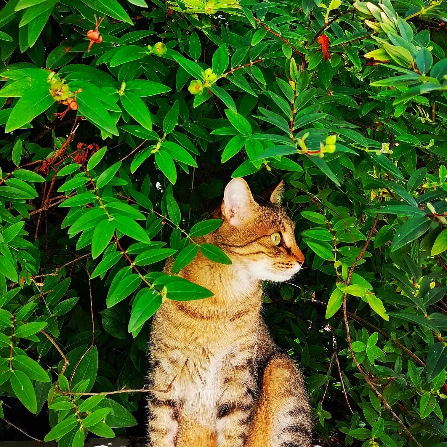 Tiki