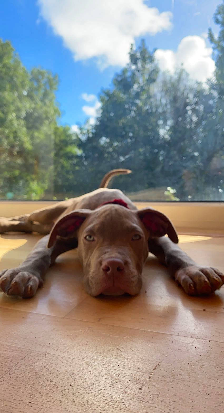 Albert is registered to the contest to win money with this photo: canidae, cloud, dog, dog_breed, fawn, flooring, grass, landscape, liver, sky, snout, soil, sporting_group, terrestrial_animal, tree, wildlife, wood, working_animal