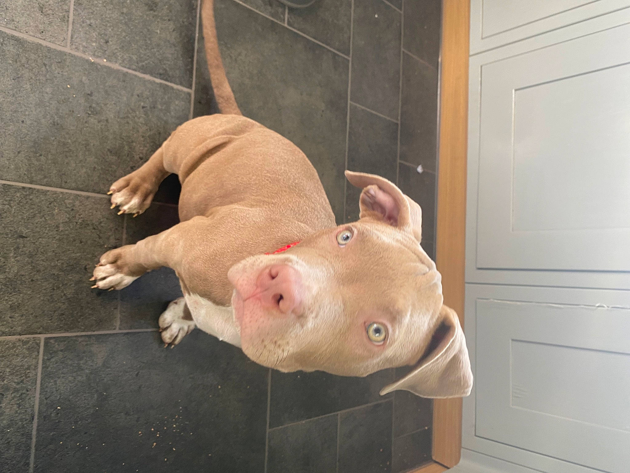 Albert joined the competition — help win amazing prizes! dog_breed, domestic_pig, door, fawn, livestock, non_sporting_group, snout, suidae, tail, terrestrial_animal