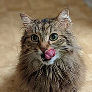 Sanka a rejoint le concours — aidez-le/la à gagner de superbes lots ! abyssinian, angora, animal, beak, bodypart, cat, face, hardwood, head, kitten, manx, mouth, person, pet, photography, portrait, snout, teeth, tongue, wood