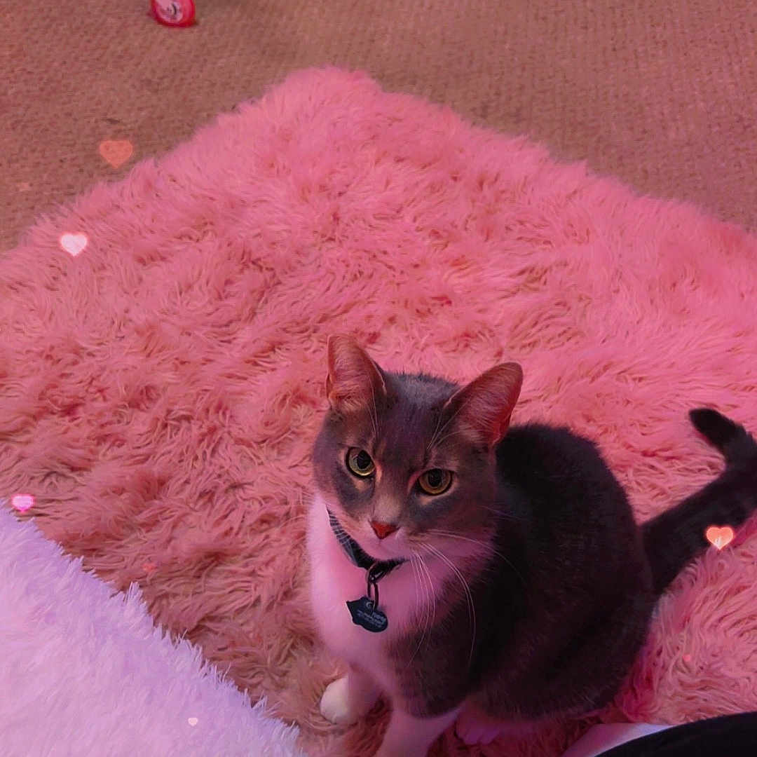 Spirit is registered to the contest to win money with this photo: abyssinian, animal, architecture, blanket, building, cat, chair, computer, electronics, furniture, homedecor, indoors, kitten, laptop, manx, pc, pet, purple, table, wood