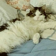 Snooky is registered to the contest to win money with this photo: cat, fluffy, bed, pillow, blanket, indoor, resting, sleepy, feline, cute, pet, animal, cozy, fur, whiskers, relaxed, domestic, soft, comfort, laying