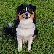 Urio a rejoint le concours — aidez-le/la à gagner de superbes lots ! animal, appenzeller, canine, cockerspaniel, collie, dog, eskimodog, field, grass, grassland, green, hound, husky, lawn, nature, outdoors, papillon, pet, plant, puppy