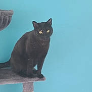 Fripouille participe au concours pour gagner de l'argent avec cette photo : abyssinian, animal, blackcat, cat, egyptiancat, kitten, manx, pet