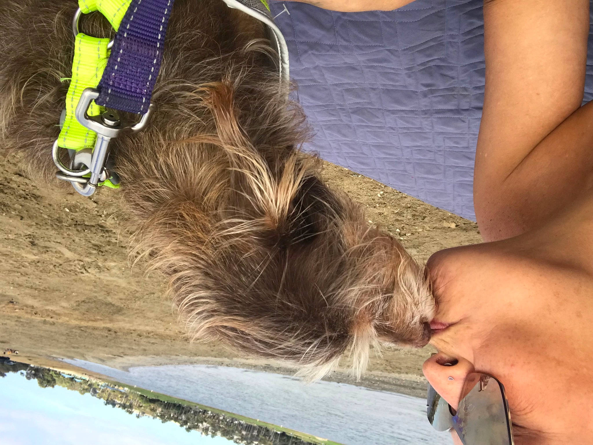 Stella Louise joined the competition — help win amazing prizes! dog_breed, eyewear, fashion_accessory, flooring, fun, fur, grass, hair_coloring, human_leg, landscape, nail, people_in_nature, rock, sand, soil, tail, wood