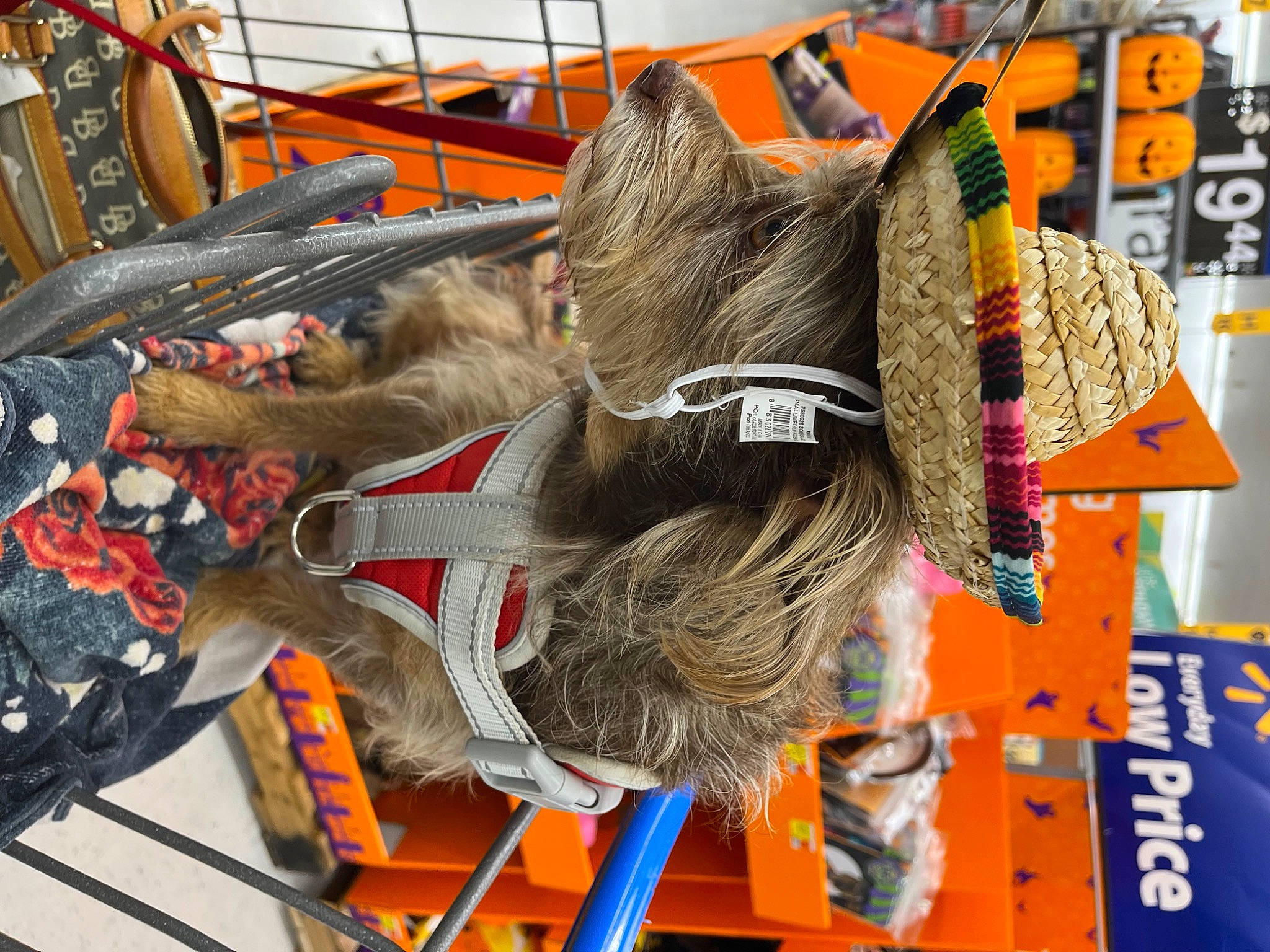 Stella Louise is registered to the contest to win money with this photo: art, canidae, fashion_accessory, felidae, fictional_character, fur, pack_animal, snout, sporting_group, tail, wood, working_animal