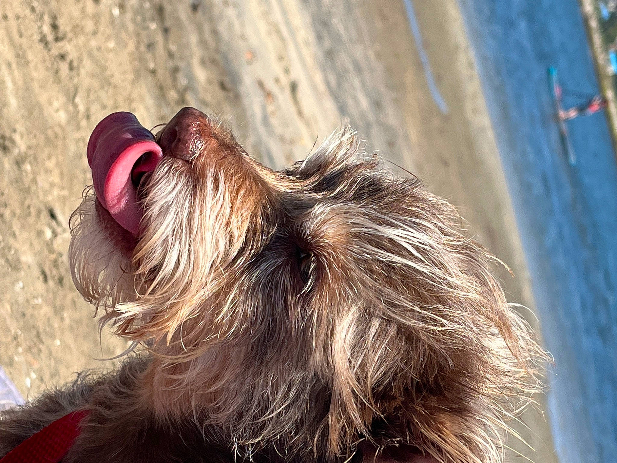 Stella Louise joined the competition — help win amazing prizes! beard, canidae, carnivore, companion_dog, dog, dog_breed, eyelash, eyewear, fawn, fur, glasses, liver, snout, sporting_group, sunglasses, vision_care, whiskers, wood, working_animal, wrinkle