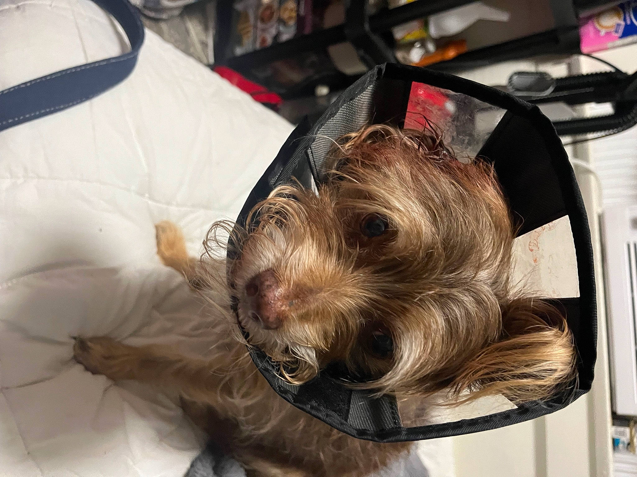 Stella Louise joined the competition — help win amazing prizes! auto_part, canidae, carnivore, comfort, companion_dog, dog, dog_breed, fashion_accessory, fur, hair_coloring, helmet, liver, metal, small_terrier, snout, sporting_group, terrier, toy_dog, whiskers, working_animal
