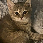 Paisley joined the competition — help win amazing prizes! kitten, tabby, cat, pet, animal, cute, feline, fur, whiskers, ears, eyes, cute_pet, domestic_animal, cozy, resting, soft, blanket, indoor, young, small