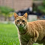 alert, animal, blurred_background, cat, closeup, daylight, feline, fur, garden, ginger_cat, grass, green_eyes, looking, mammal, nature, outdoor, pet, standing, tabby, whiskers