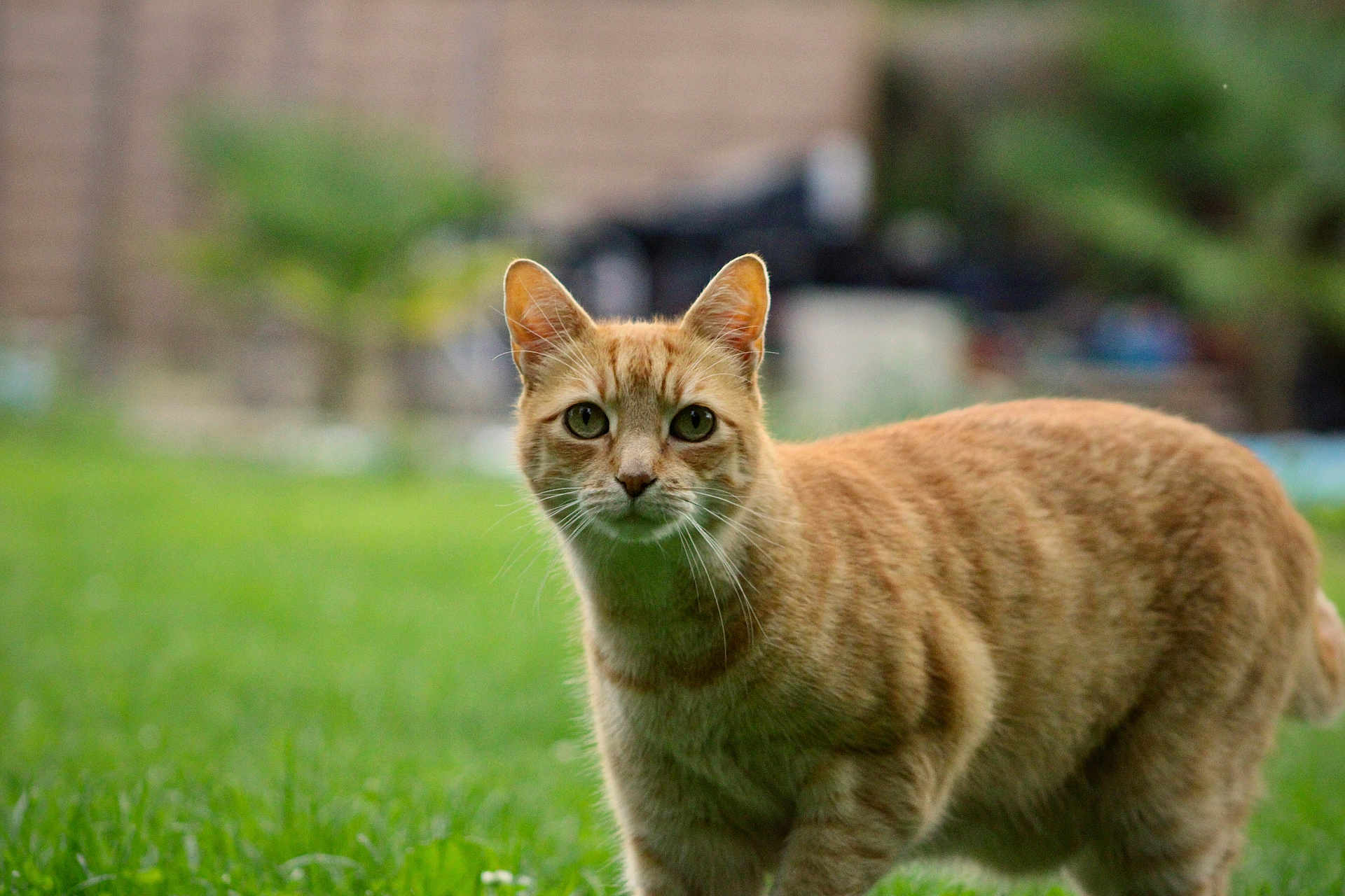 Garfield participe au concours pour gagner de l'argent avec cette photo : alert, animal, blurred_background, cat, closeup, daylight, feline, fur, garden, ginger_cat, grass, green_eyes, looking, mammal, nature, outdoor, pet, standing, tabby, whiskers