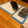 Bear is registered to the contest to win money with this photo: puppy, dog, pet, training_pad, food_bowl, water_bowl, wooden_floor, indoor, cute, small_dog, tongue_out, black_dog, brown_paws, flooring, home, animal, young_dog, adorable, feeding_area, domestic