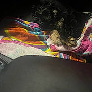 Bear joined the competition — help win amazing prizes! dog, puppy, sleeping, towel, colorful, black, brown, fur, cozy, resting, indoor, light, shadow, blanket, cute, small, animal, pet, comfortable, relaxed